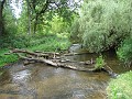 Matthaei Botanical Gardens 2010 0475